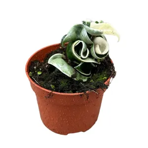 10 - 15cm Hoya Compacta Variegata House Plant 10,5 cm Pot