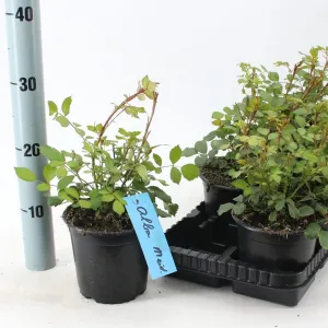 8x Rosa Alba Meidiland 14cm Pot 25cm Shrub Plant