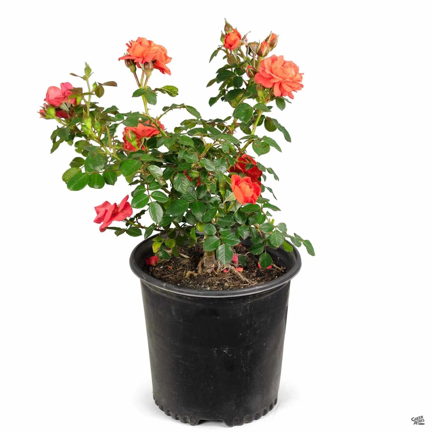 All a' Twitter&#8482; Miniature Rose