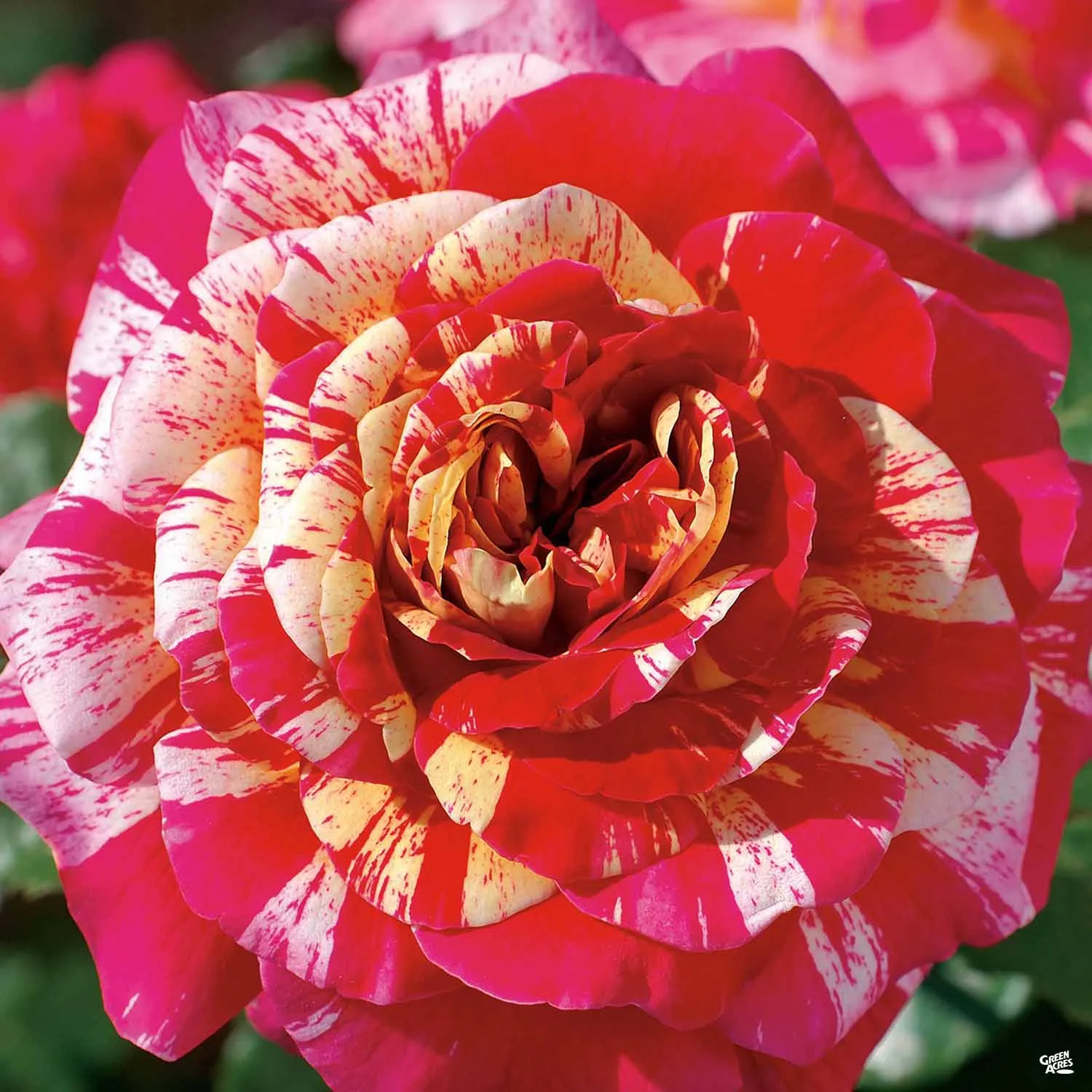 All American Magic&#8482; Rose Bareroot