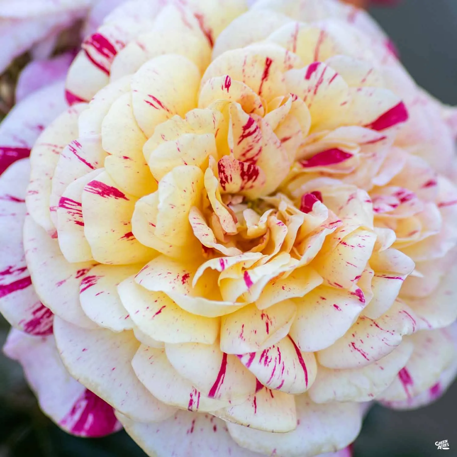 All American Magic&#8482; Rose Bareroot
