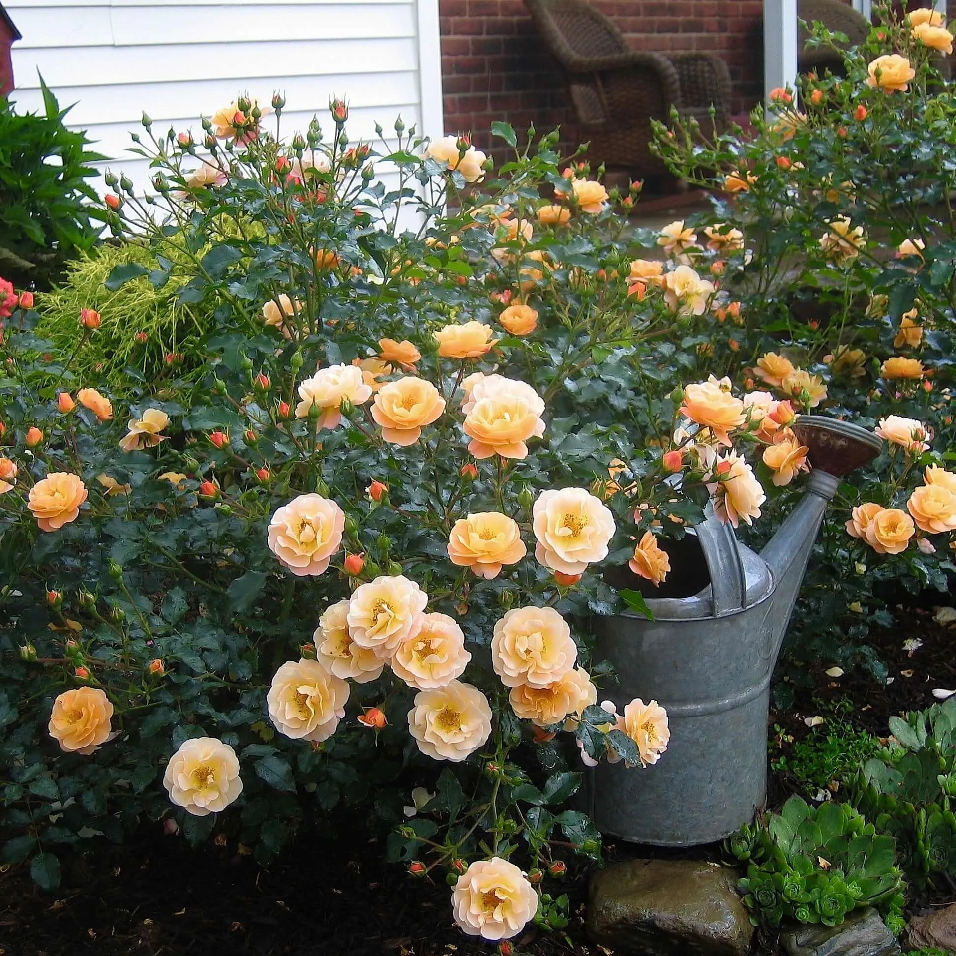 Amber Flower Carpet Groundcover Rose