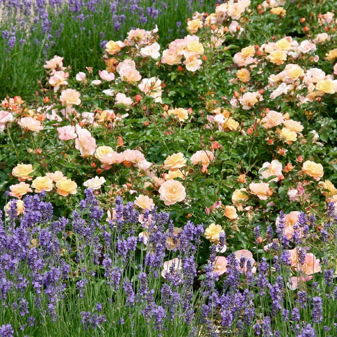 Amber Flower Carpet Groundcover Rose
