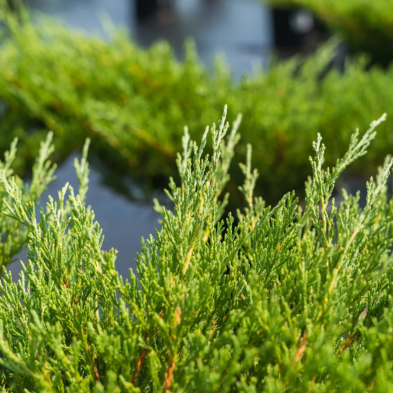 Andorra Juniper Shrub