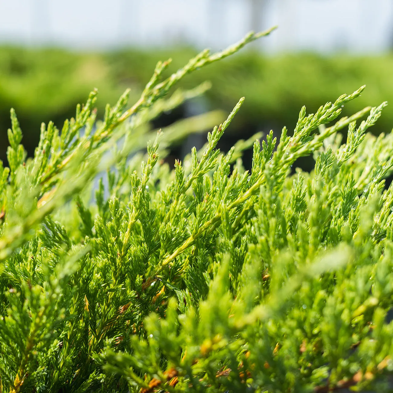 Andorra Juniper Shrub