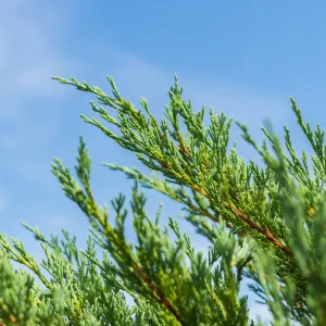 Andorra Juniper Shrub
