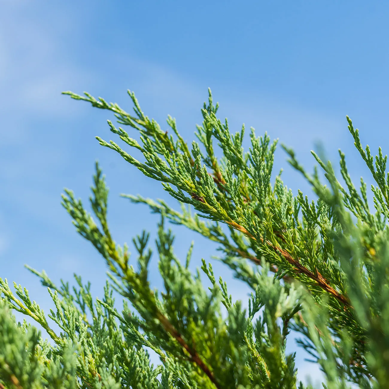 Andorra Juniper Shrub