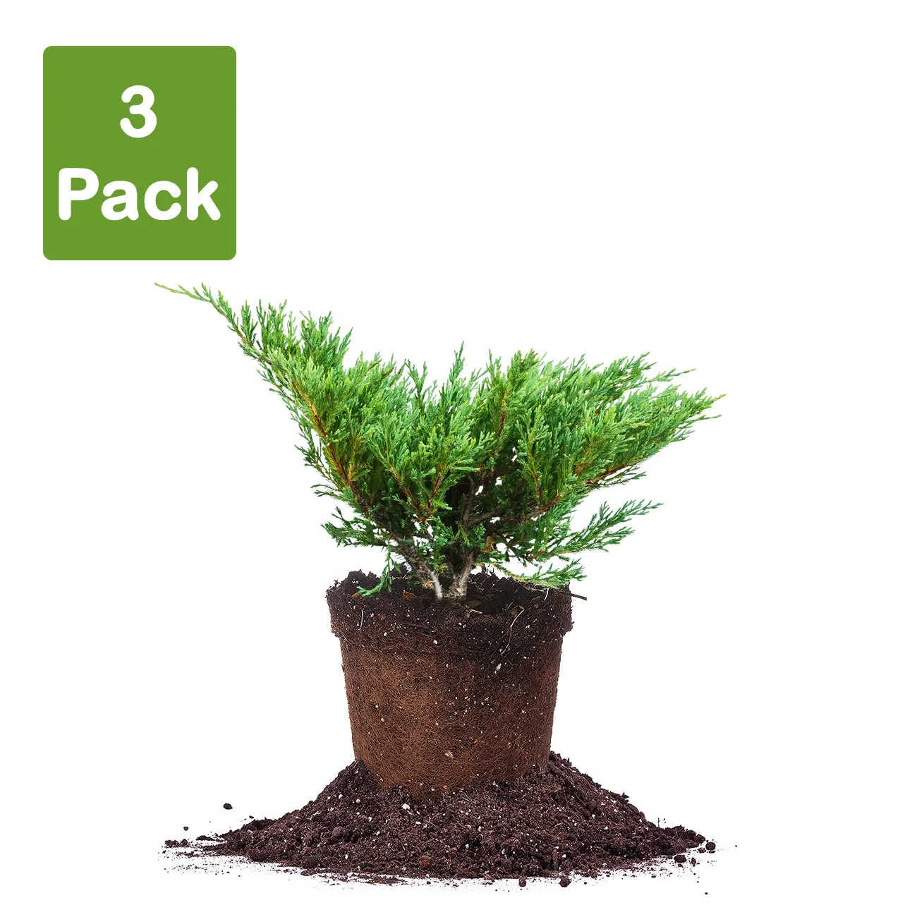 Andorra Juniper Shrub