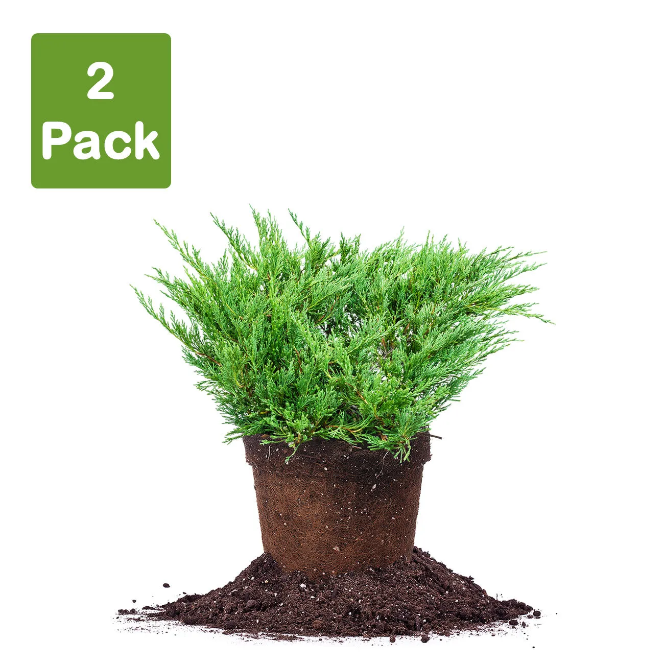 Andorra Juniper Shrub