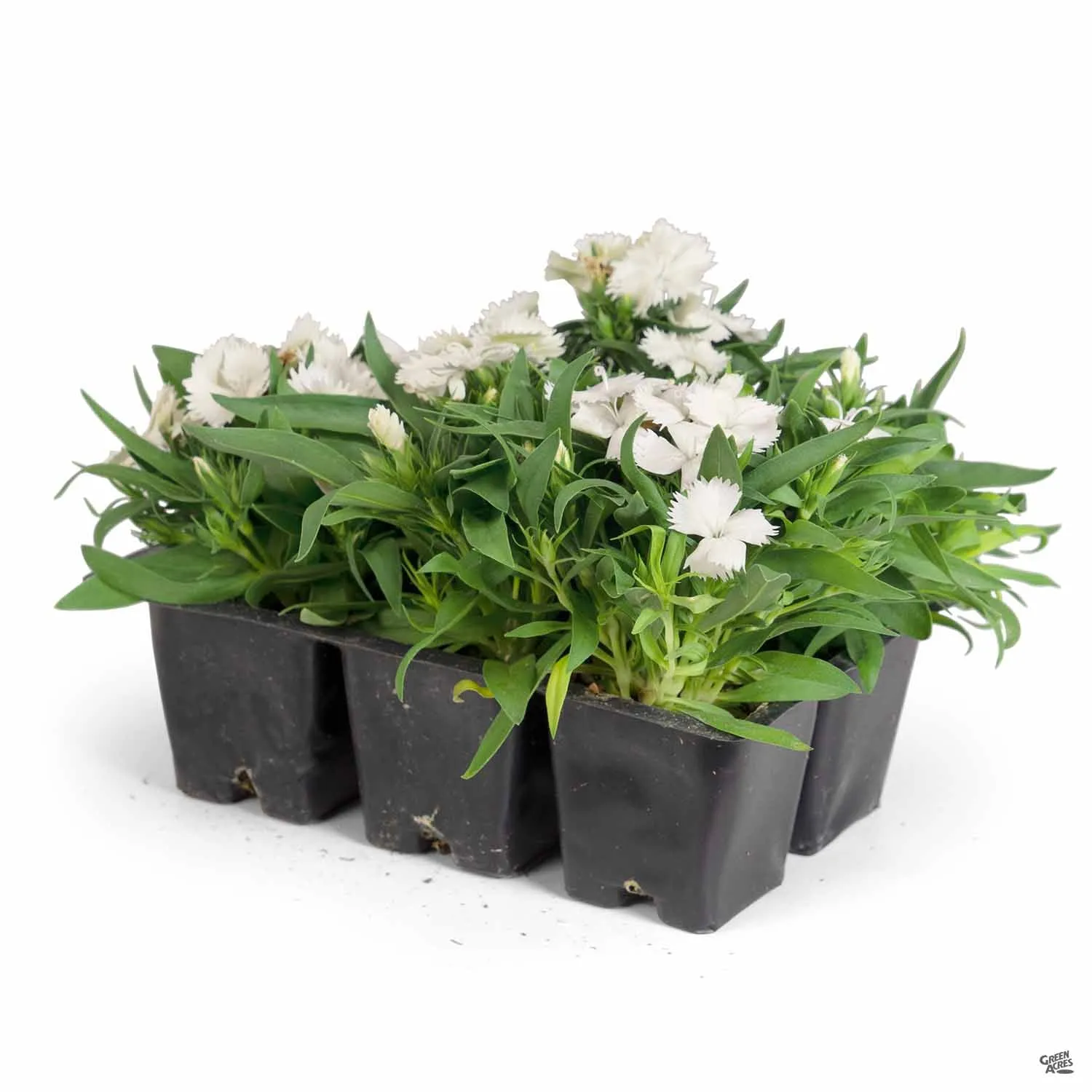 Annual Dianthus