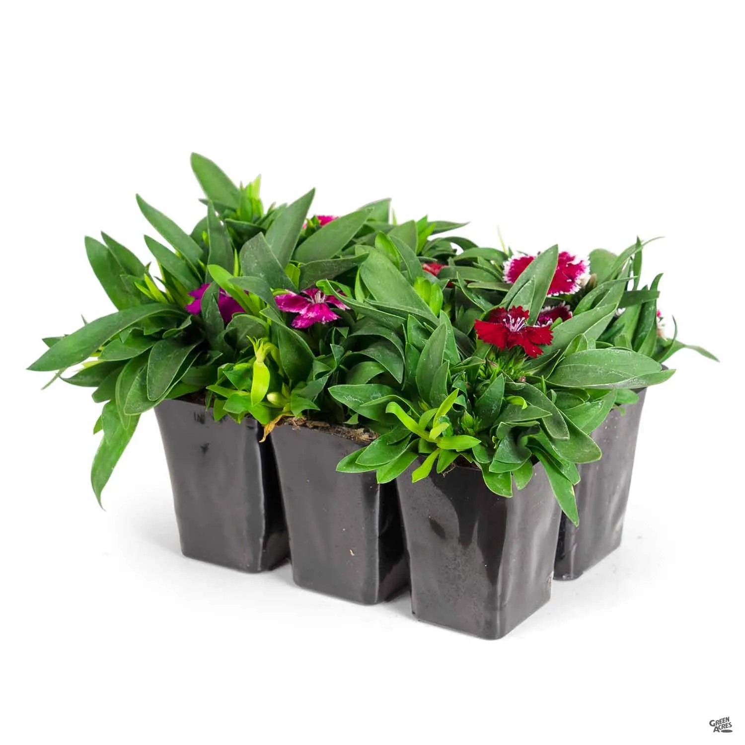 Annual Dianthus