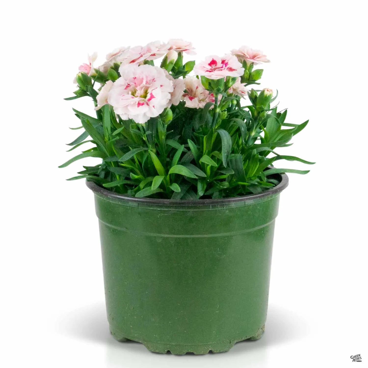 Annual Dianthus