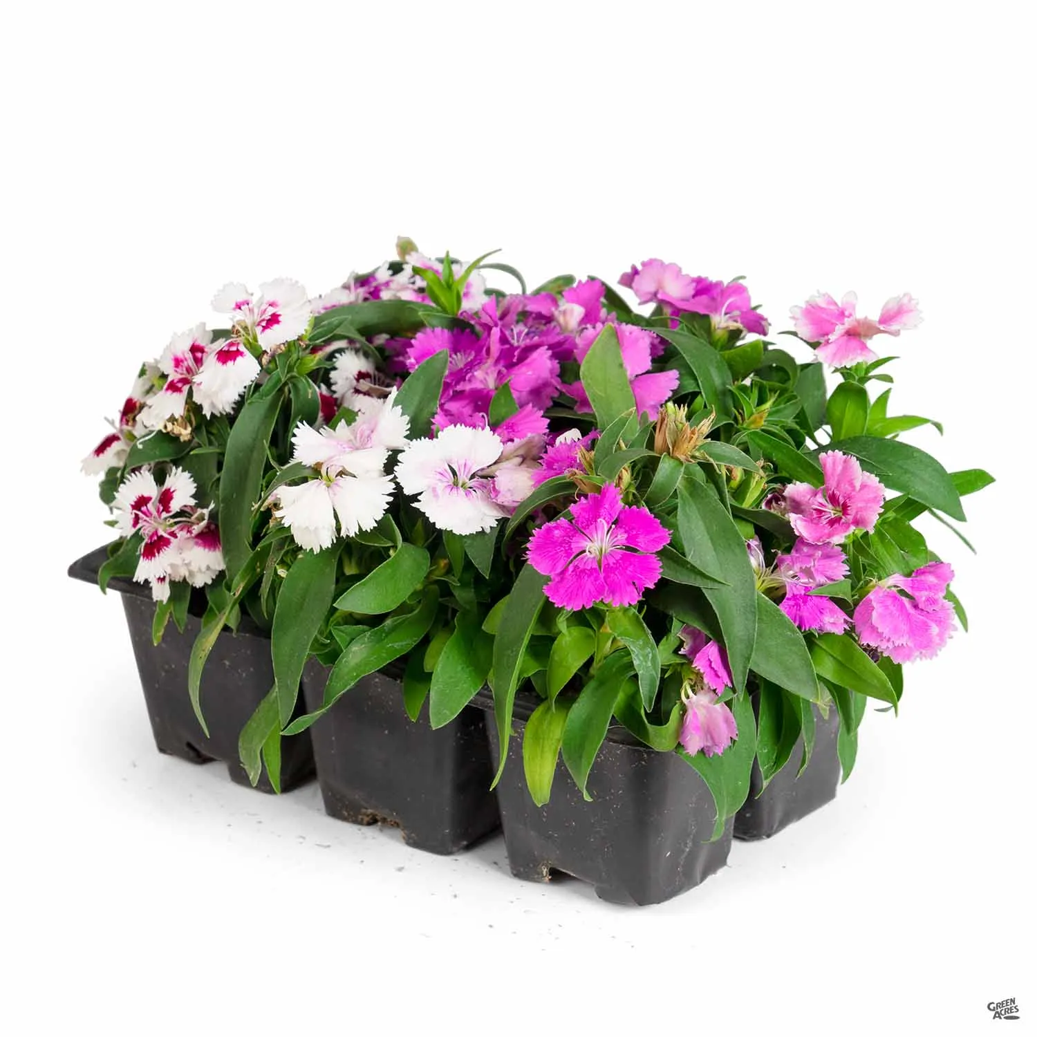 Annual Dianthus