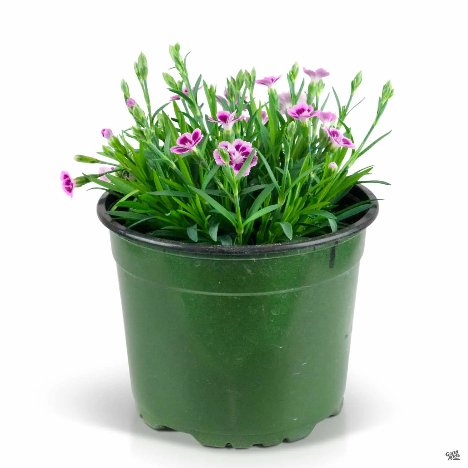Annual Dianthus
