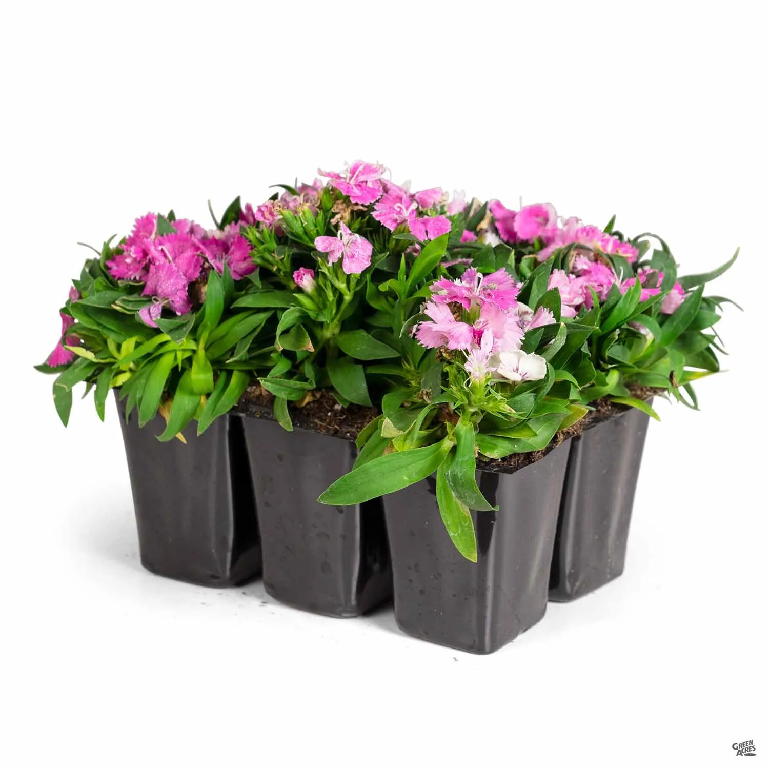 Annual Dianthus