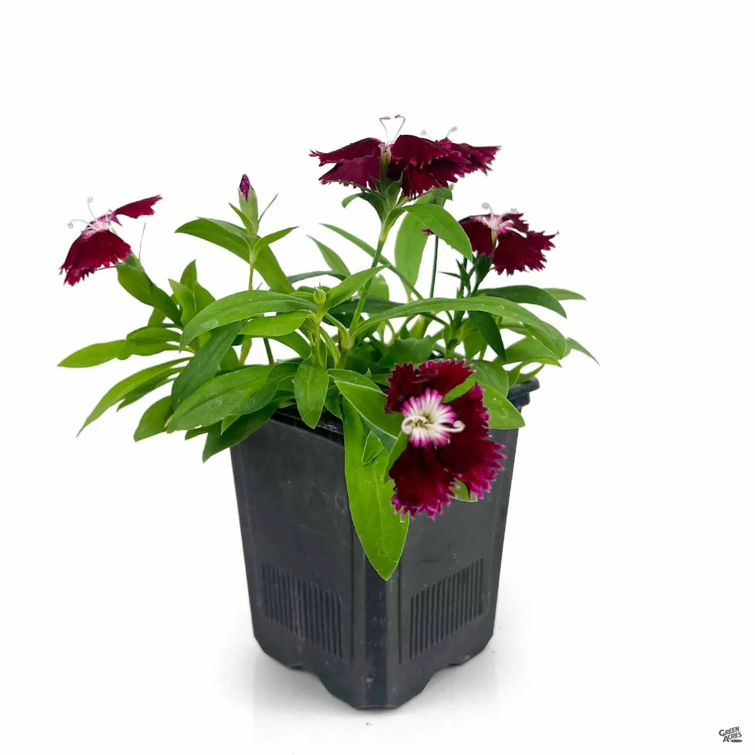 Annual Dianthus