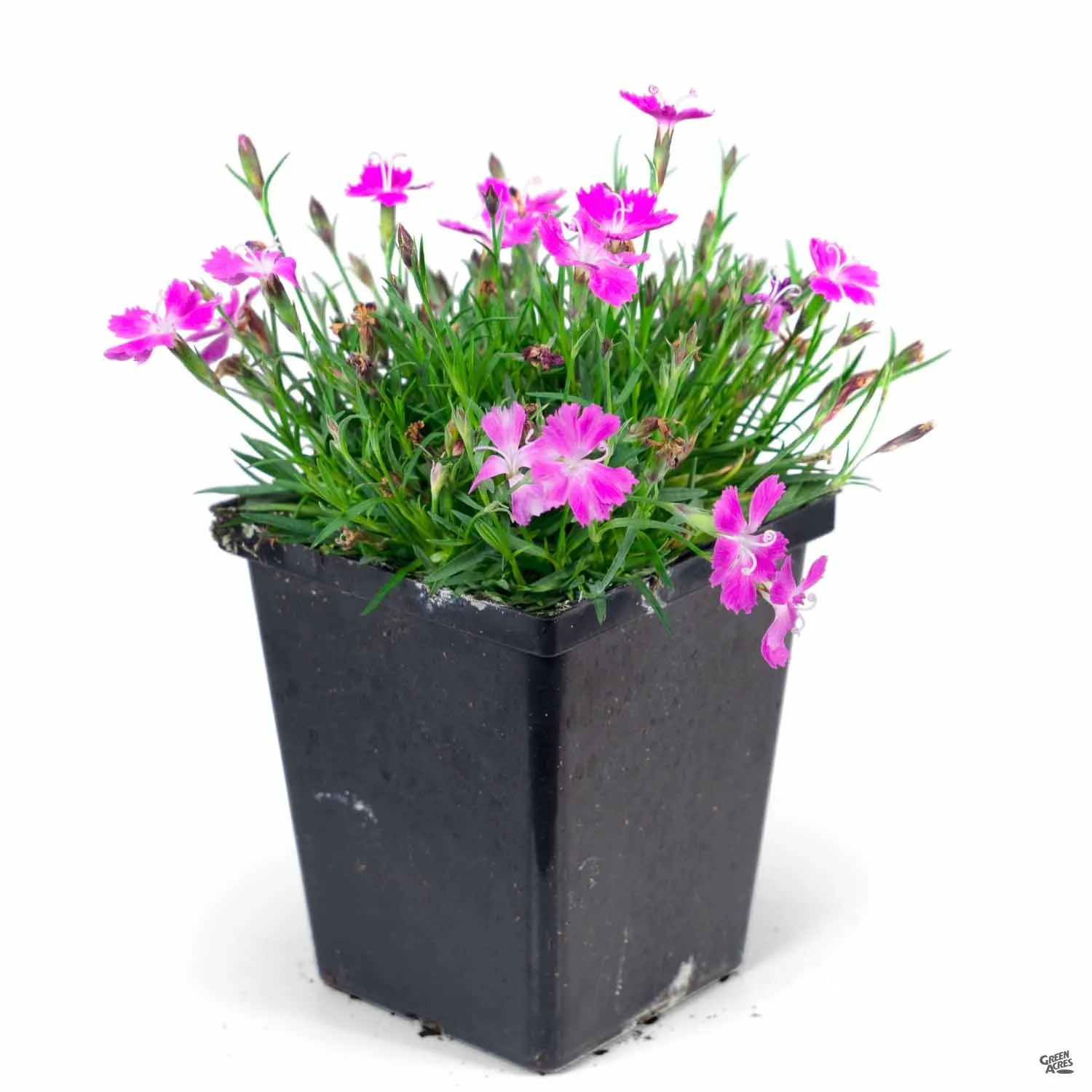 Annual Dianthus