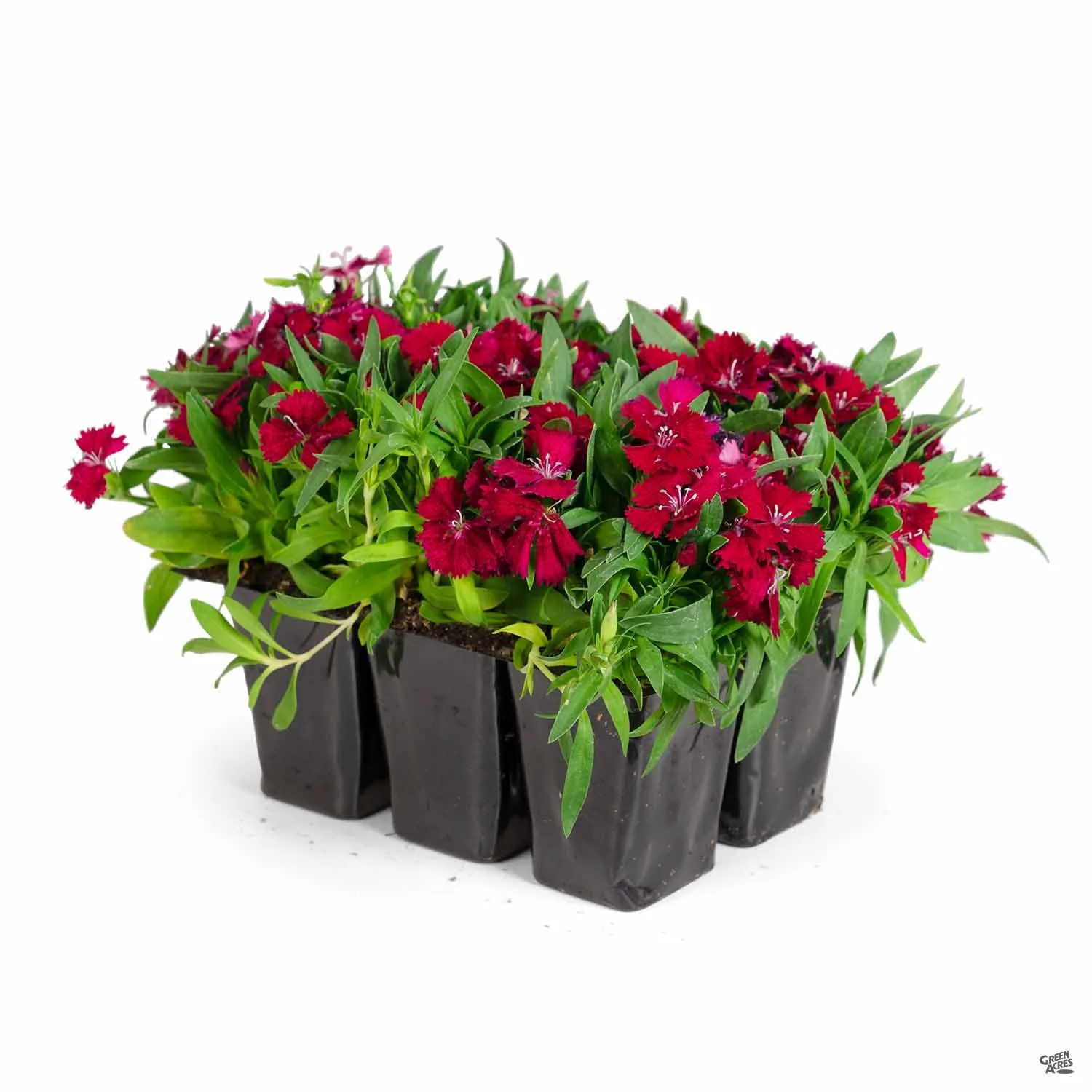 Annual Dianthus