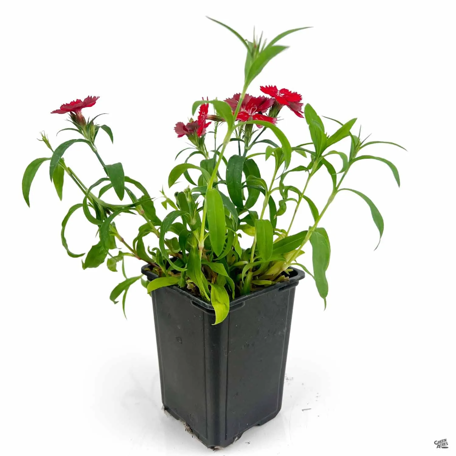 Annual Dianthus