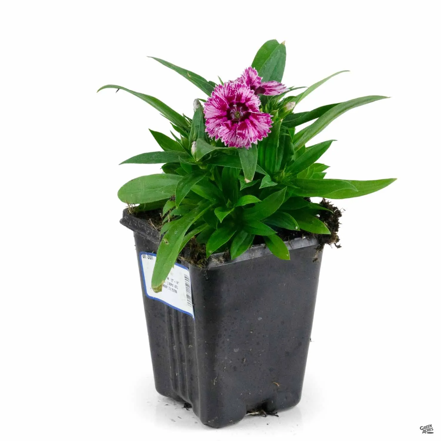 Annual Dianthus