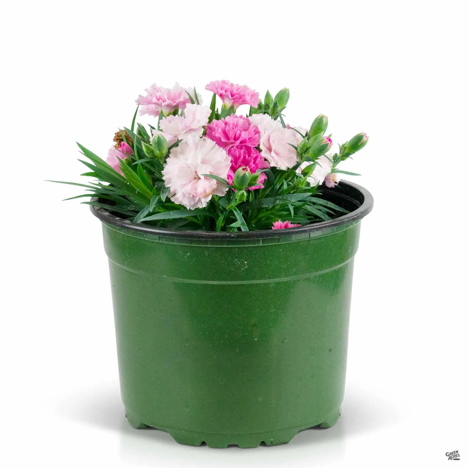 Annual Dianthus
