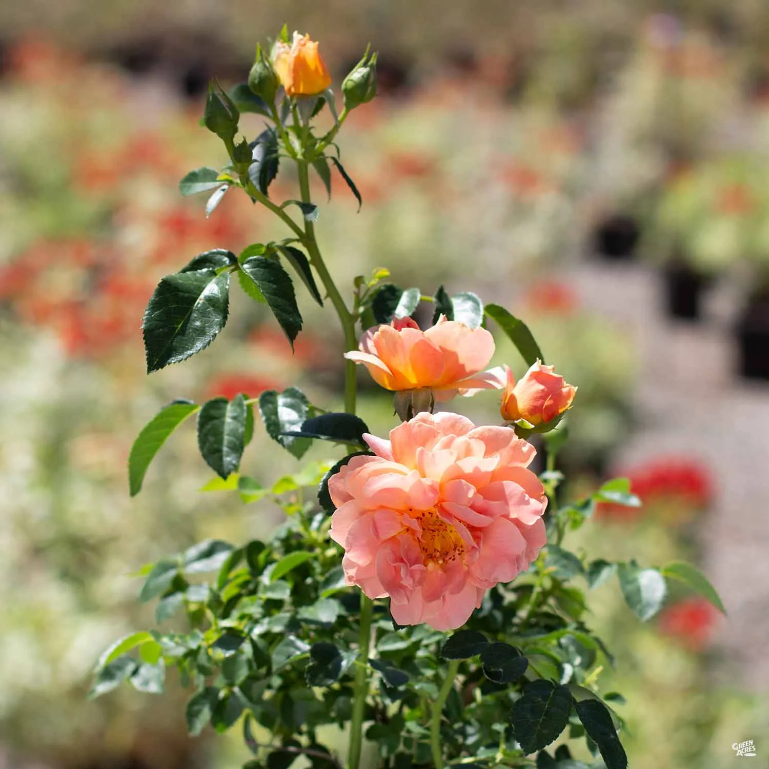 At Last&#174; Rose