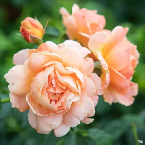At Last&#174; Rose