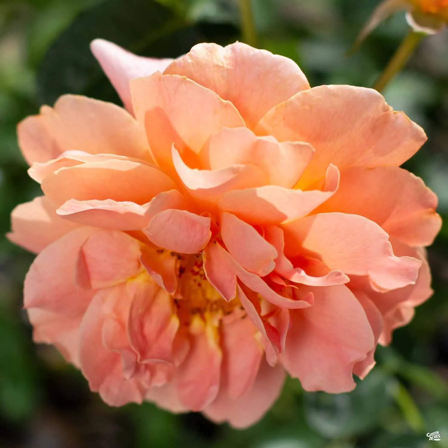 At Last&#174; Rose