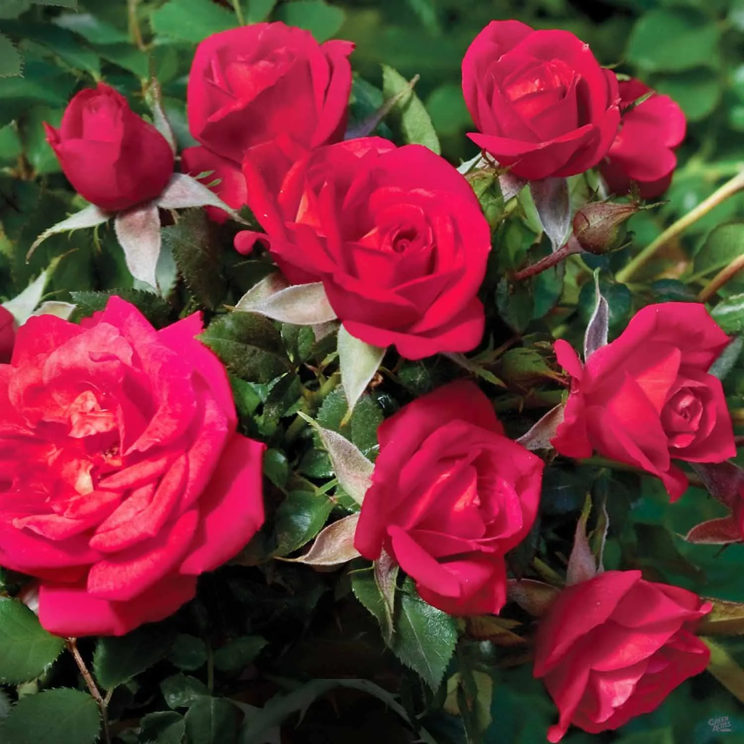 Be My Baby&#8482; Miniature Rose