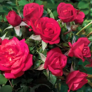 Be My Baby&#8482; Miniature Rose