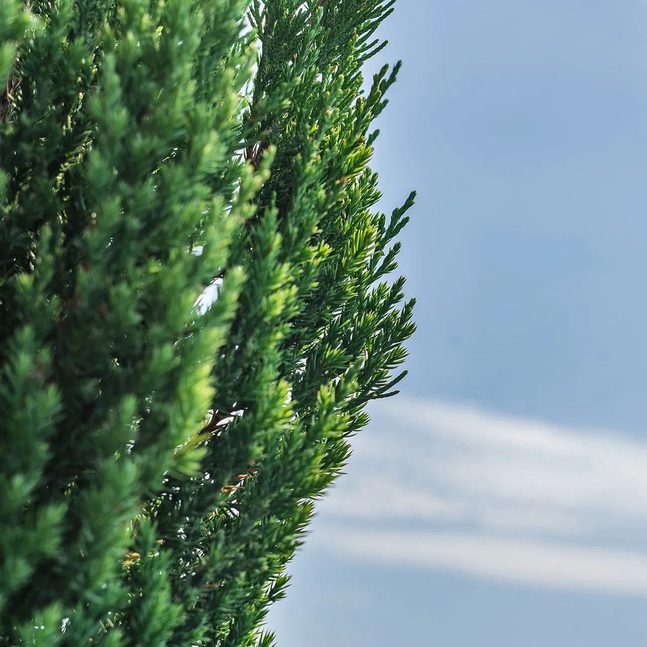 Blue Point Juniper Shrub