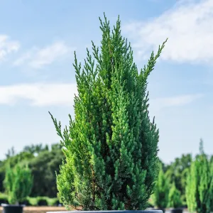 Blue Point Juniper Shrub