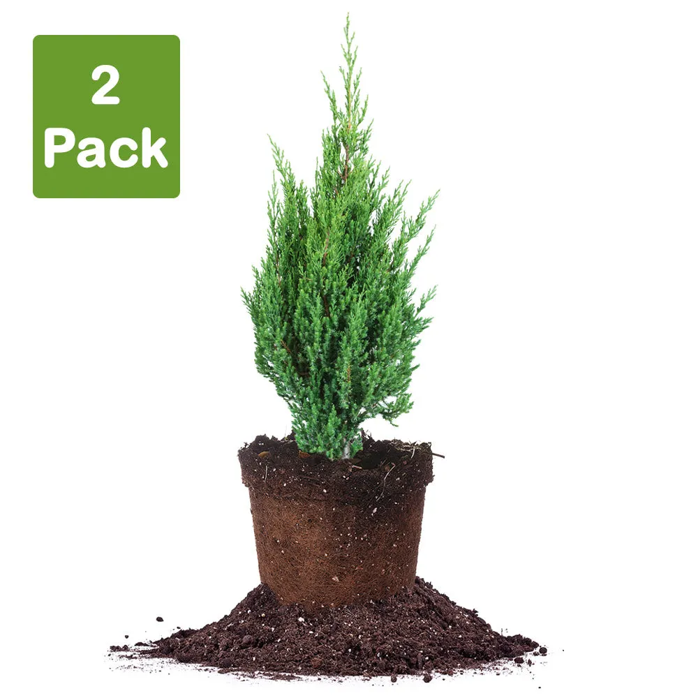 Blue Point Juniper Shrub