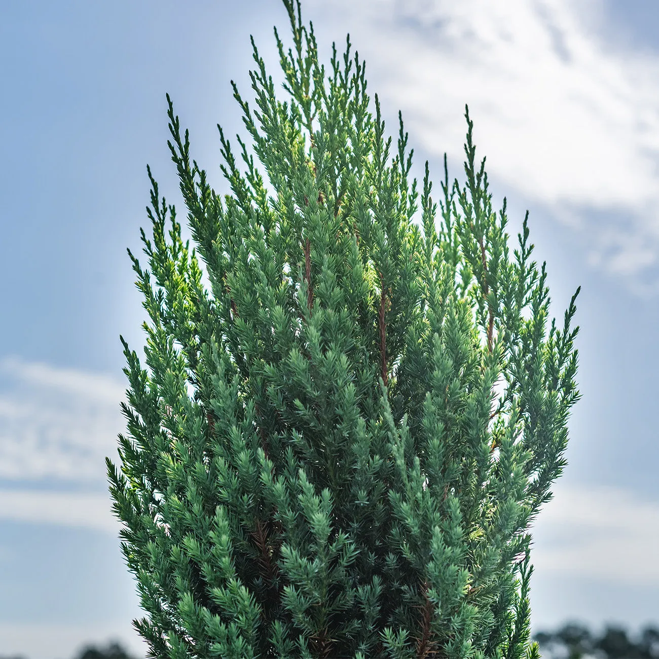 Blue Point Juniper Shrub