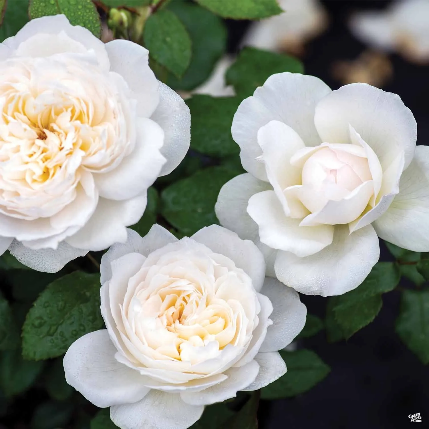 Bolero&#8482; Rose Bareroot