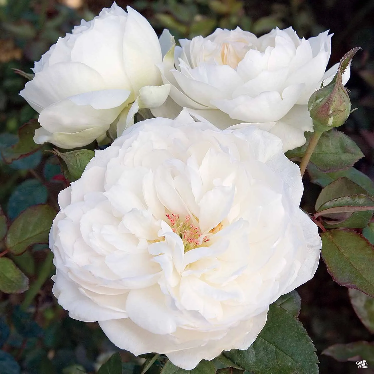 Bolero&#8482; Rose