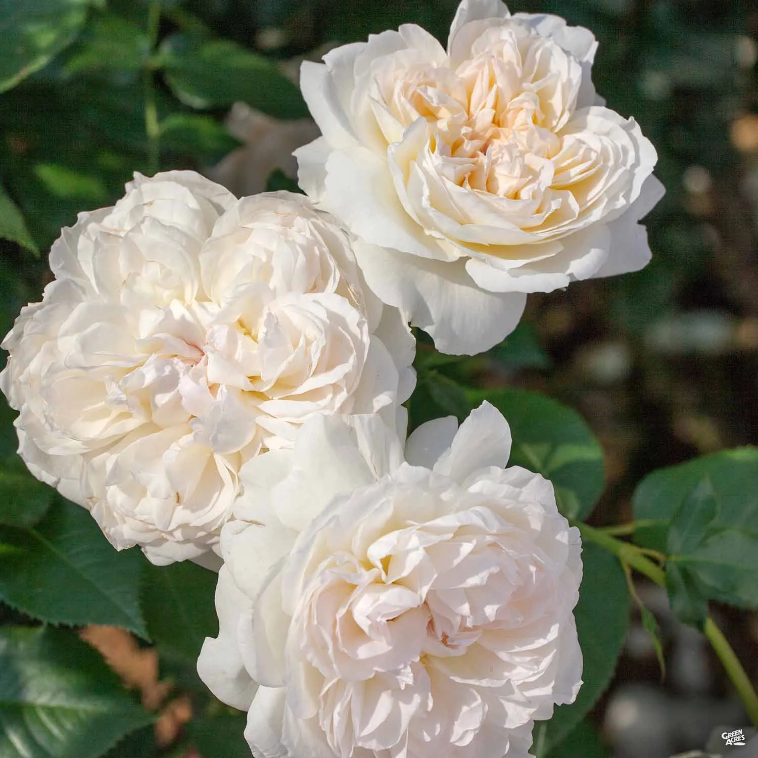 Bolero&#8482; Rose