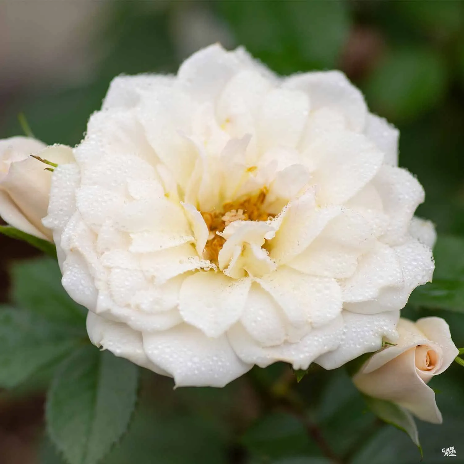 Bridal Sunblaze&#174; Miniature Rose
