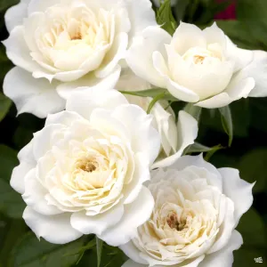 Bridal Sunblaze&#174; Miniature Rose