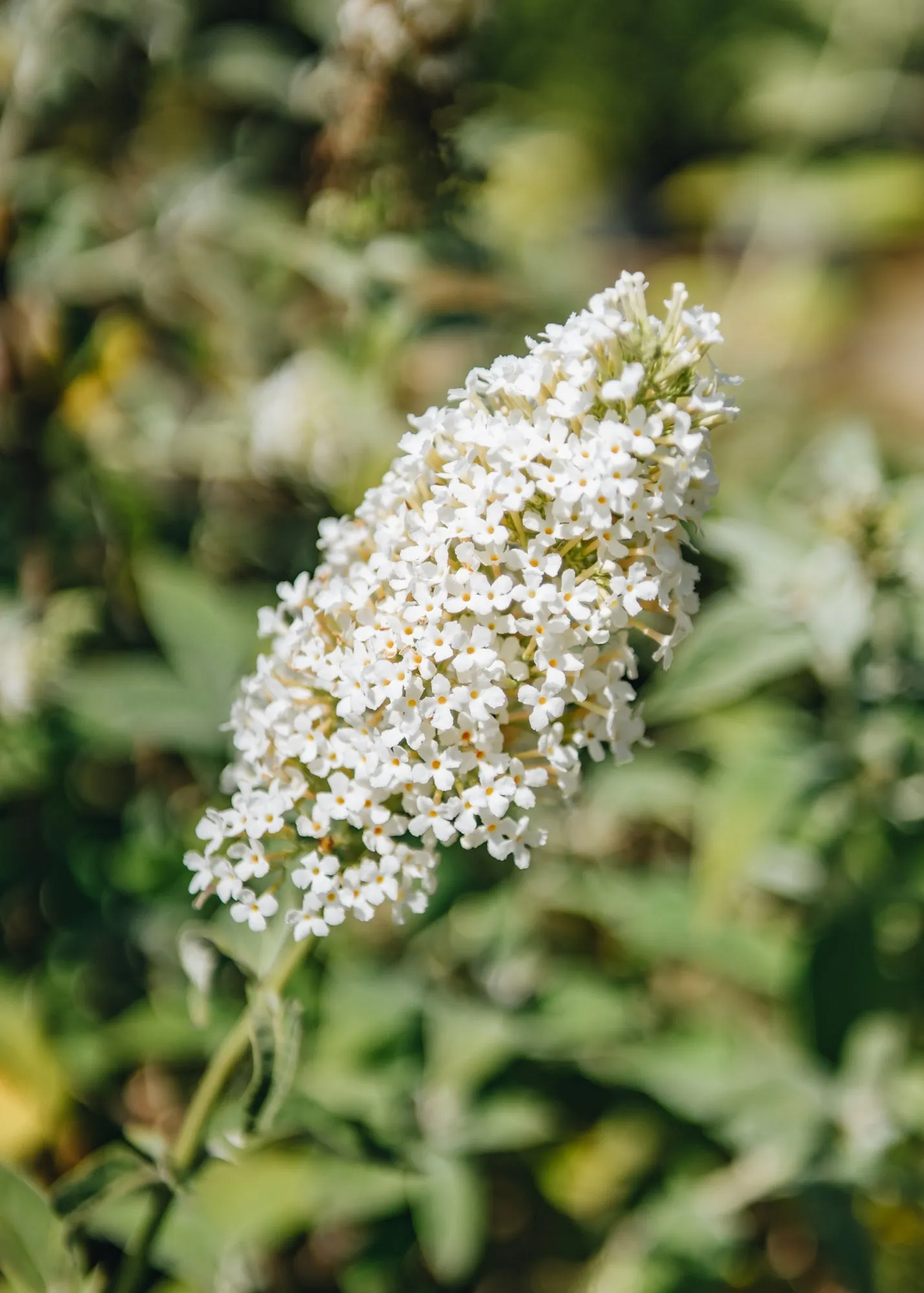 Buddleia davidii Nanho White AGM