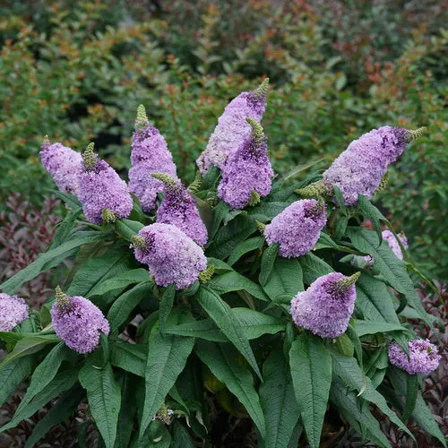 Buddleia Pugster® 'Amethyst'