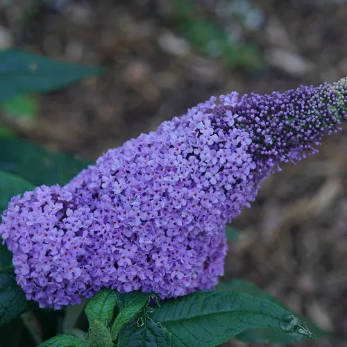 Buddleia Pugster® 'Amethyst'