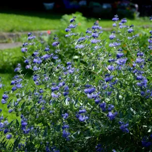 Caryopteris 'Heavenly Blue' 2L