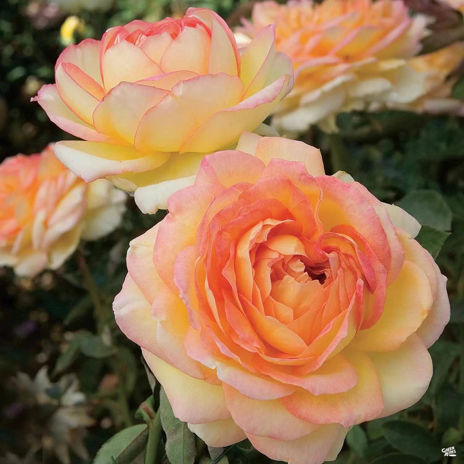 Centennial Star&#174; Rose