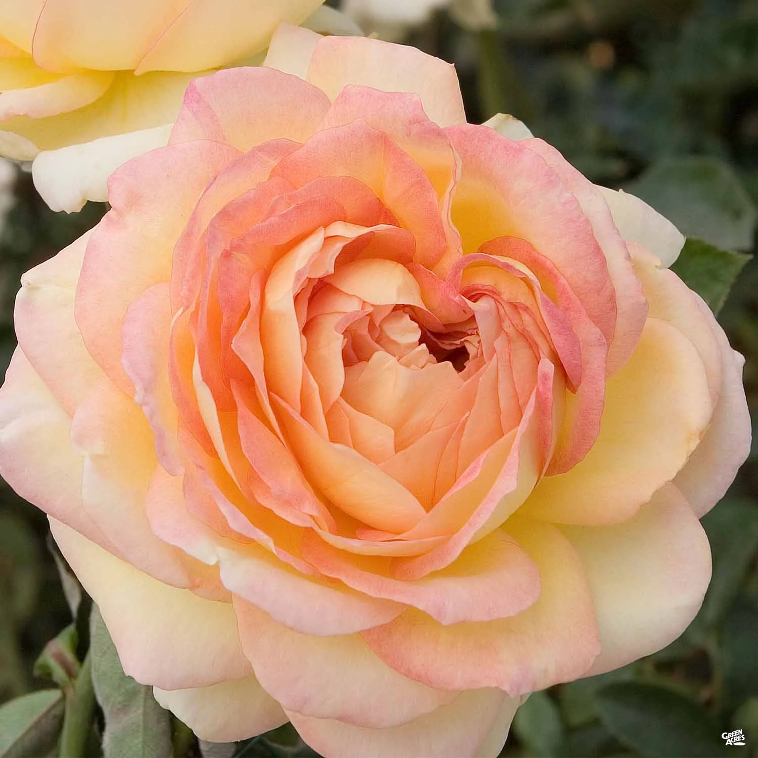 Centennial Star&#174; Rose