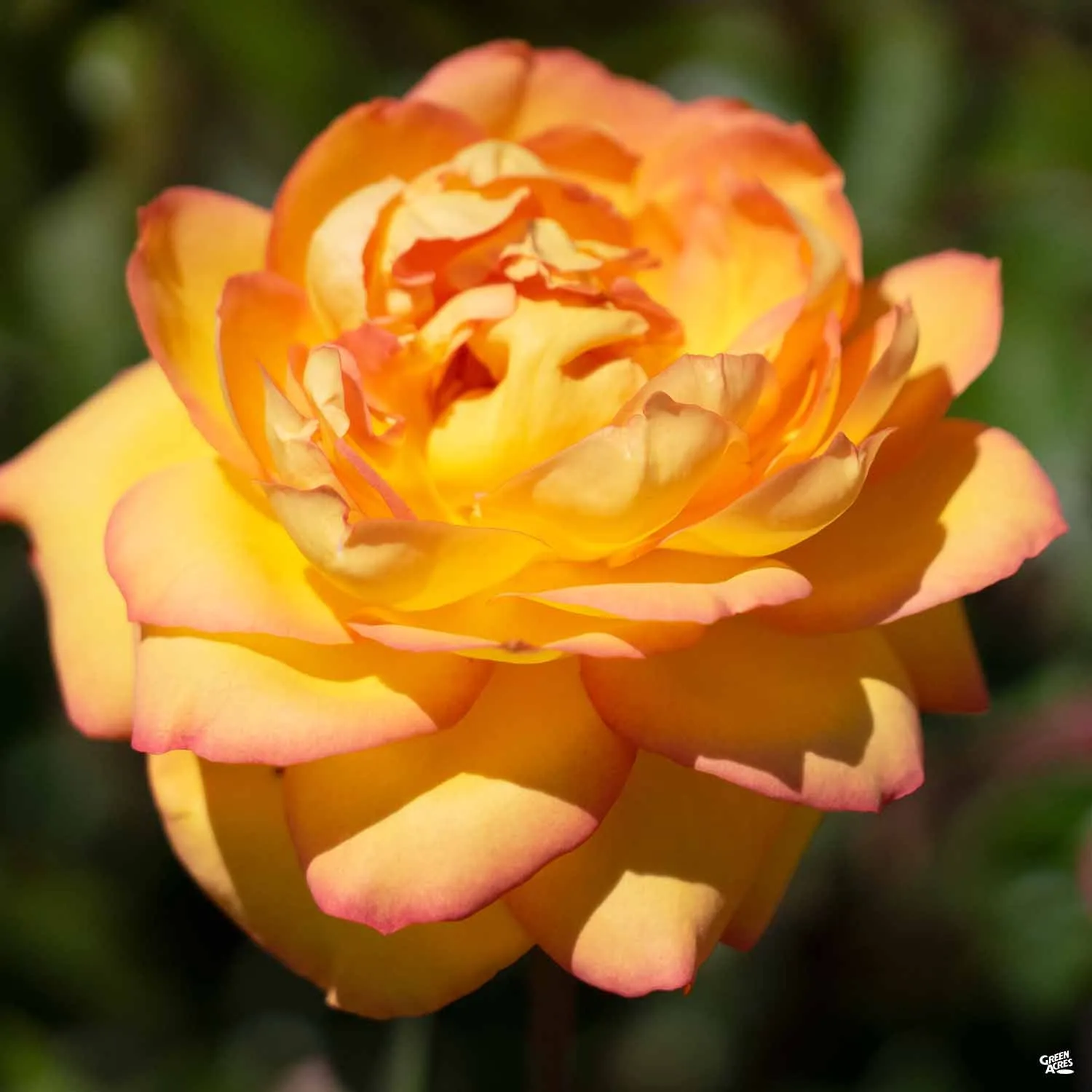 Centennial Star&#174; Rose