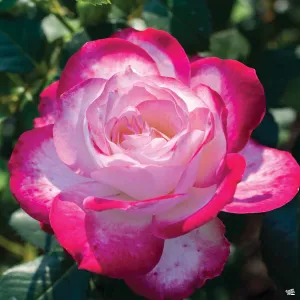 Cherry Parfait&#8482; Rose Bareroot