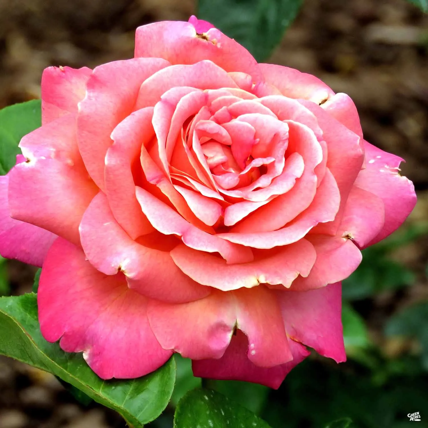 Chicago Peace&#174; Rose Bareroot