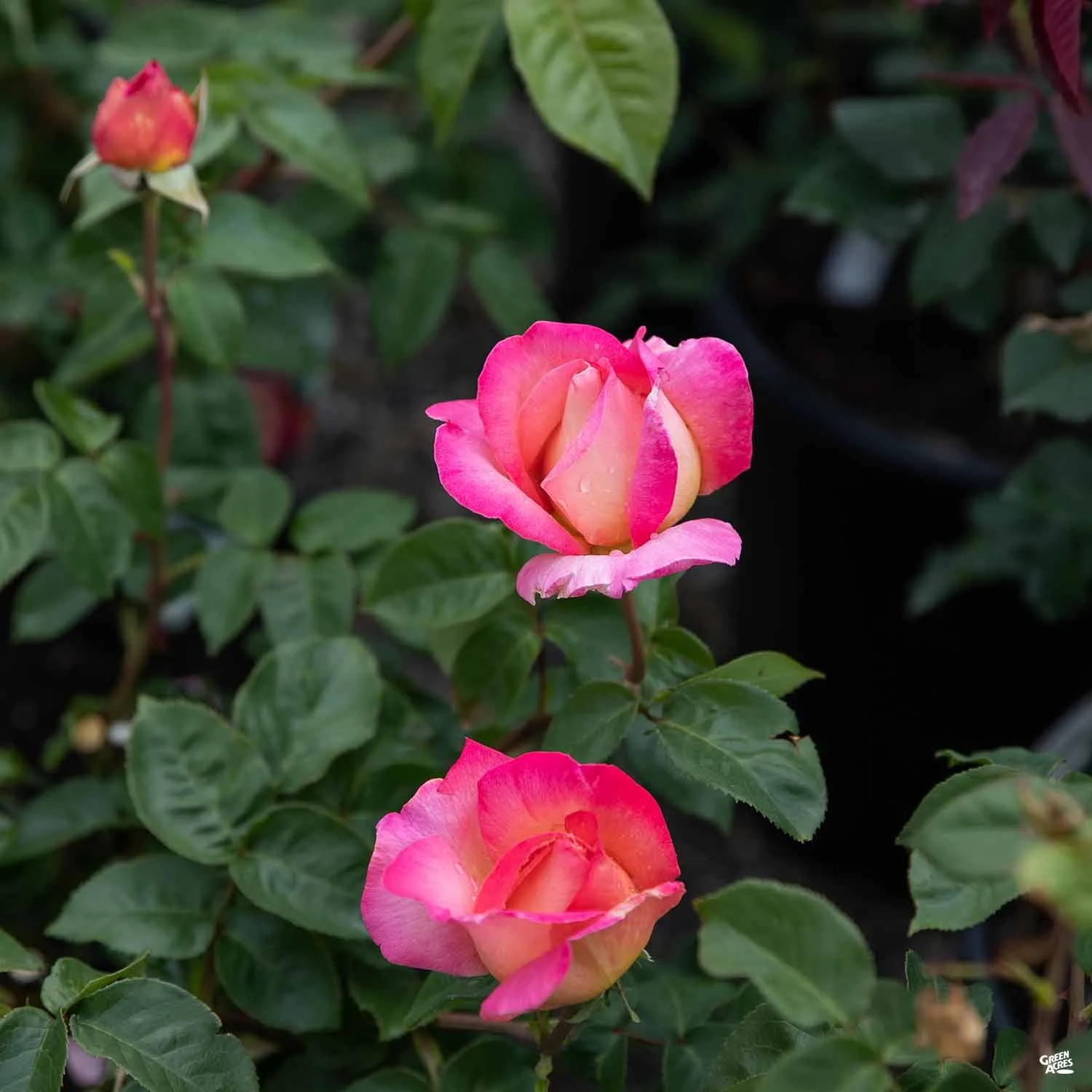 Chicago Peace&#174; Rose Bareroot