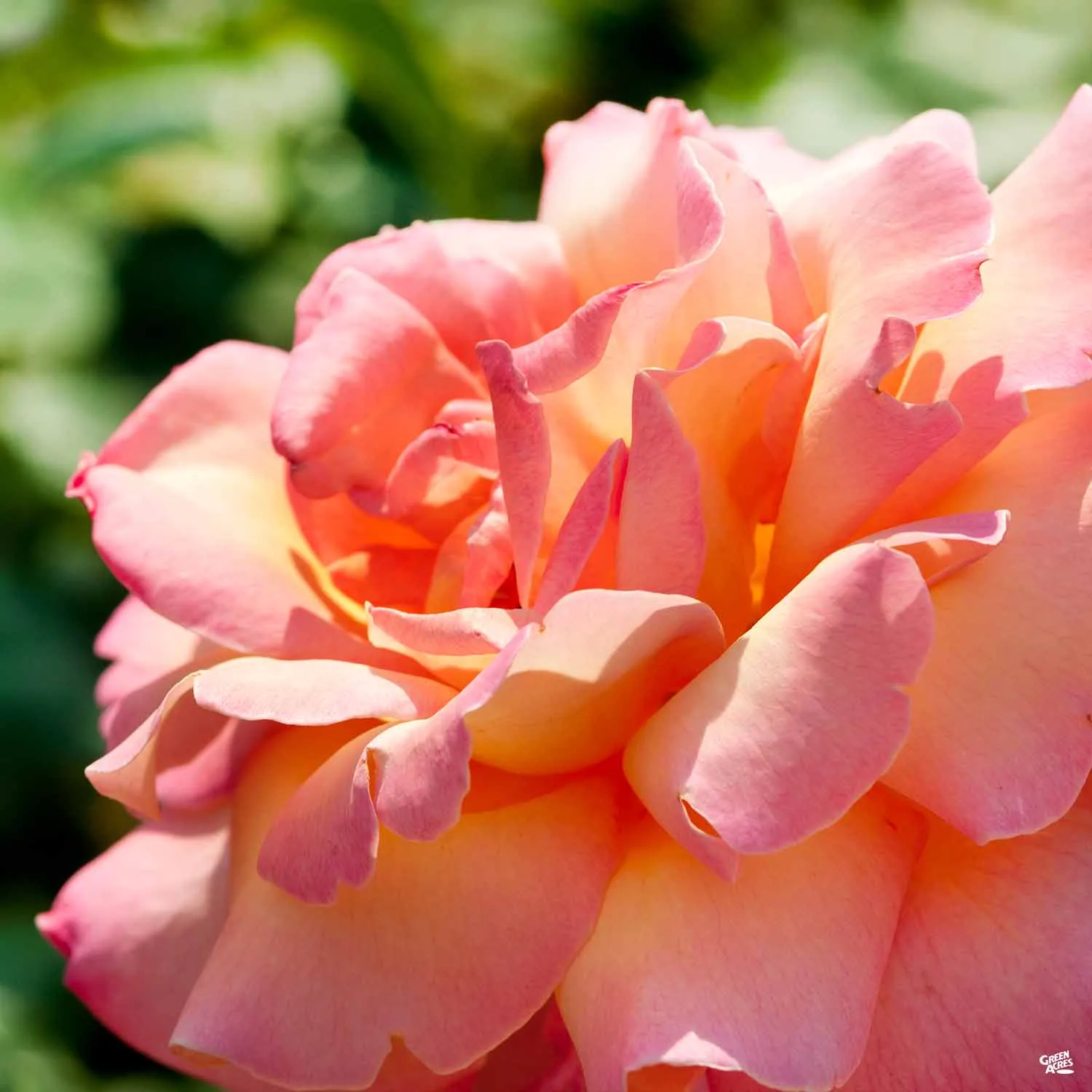 Chicago Peace&#174; Rose Bareroot